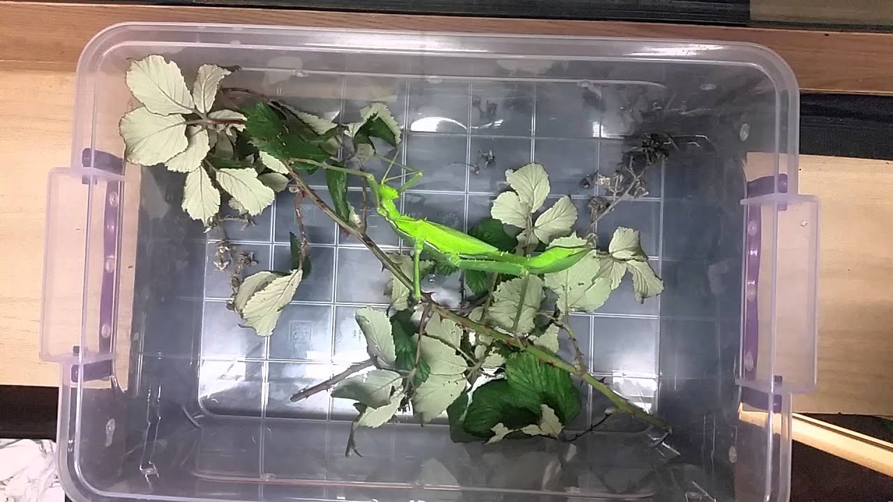 Jungle nymphs