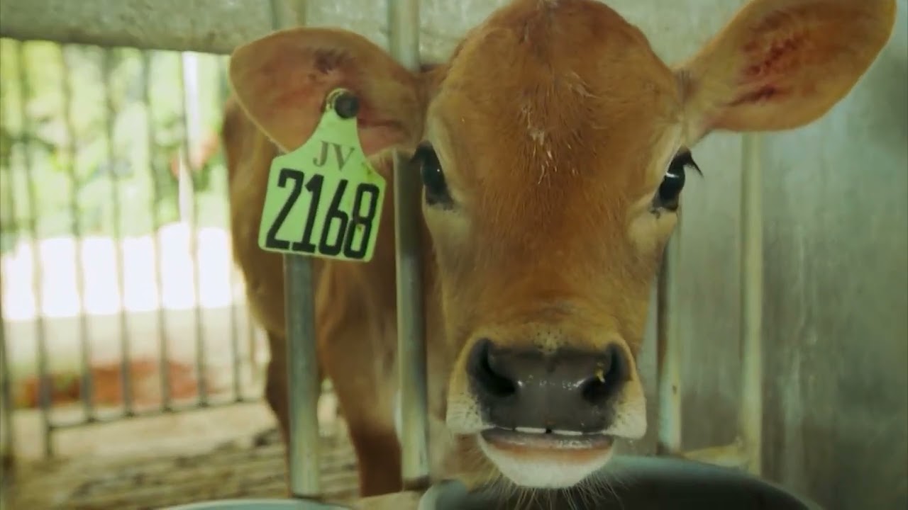 JERSEY: ESTRATÉGIAS PARA SUCESSO NA PRODUÇÃO DE LEITE A PASTO COM SÊMEN SEXADO