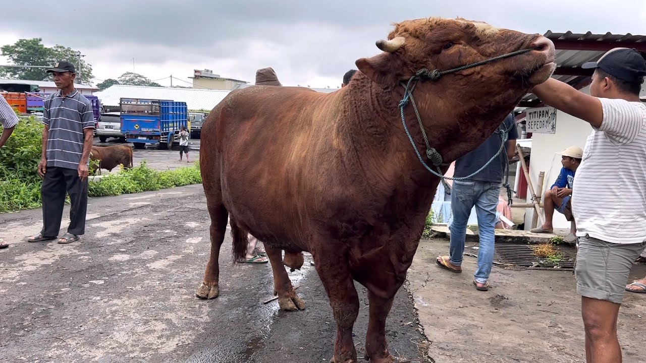 SAPI TERBESAR PASAR JELOK, kondisi terpadu pasar Boyolali 🔥
