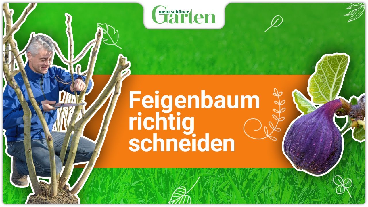 Feigenbaum schneiden: Wann & wie wird&rsquo;s gemacht?