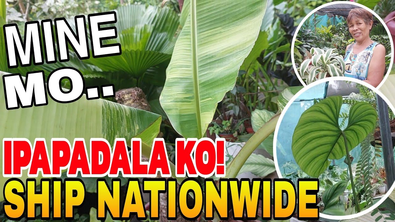 GARDEN TOUR || MINE MO .IPAPADALA KO ! #plants #garden #vlog #gardening #subscribe #subscribers 