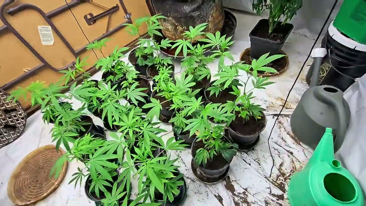 Day 14 veg - 2nd Gen Garlic Icing and London Pound Cake feeding