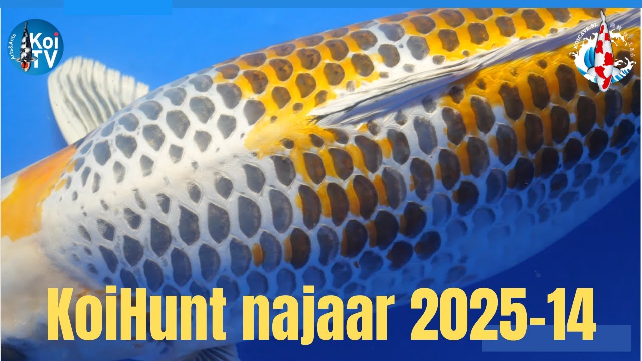 Охота на кои, осень 2025, часть 14