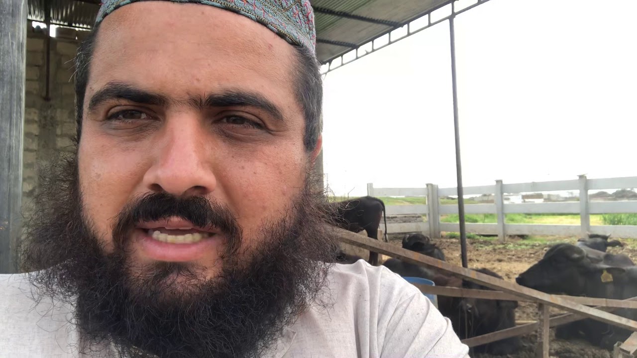 بھینس اور گائے کی خوراک کتنی دیں | How much feed should be given to cattle |