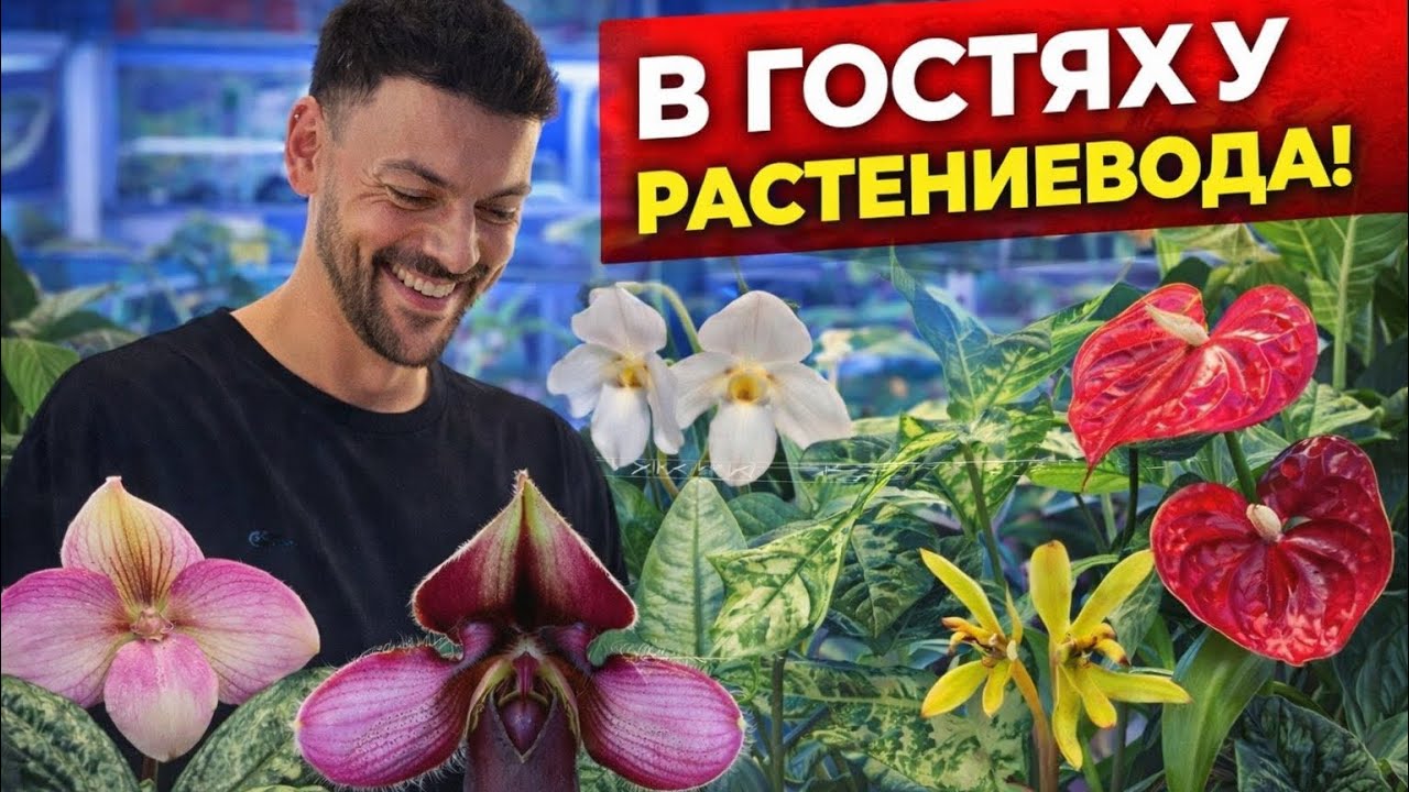 🌿 В гостях у коллекционера: Алоказии и орхидеи, от которых невозможно оторваться!