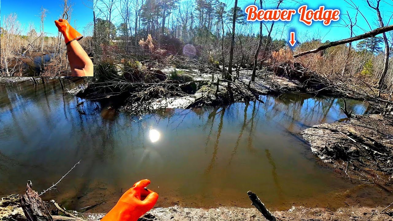 Victory At Beaver Dam Swamp! || Beaver Dam Removal In Gator Creek! S5 EP.18! Season Finale!