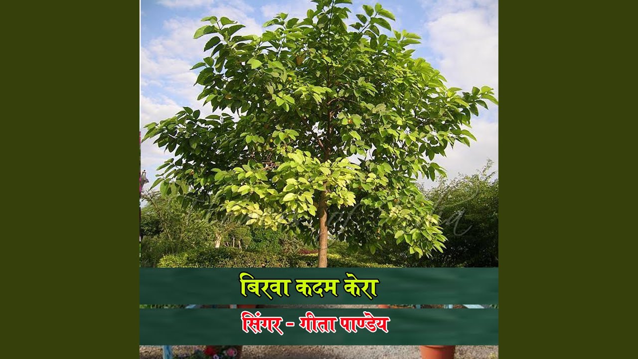 Birwa Kadam Kera