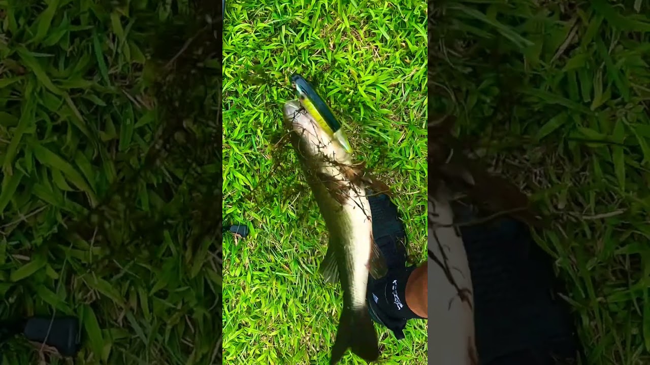 Whopper plopper 130 Action!!! #trending #bassfishing #whopperplopper #topwaterbassfishing #fun #bass
