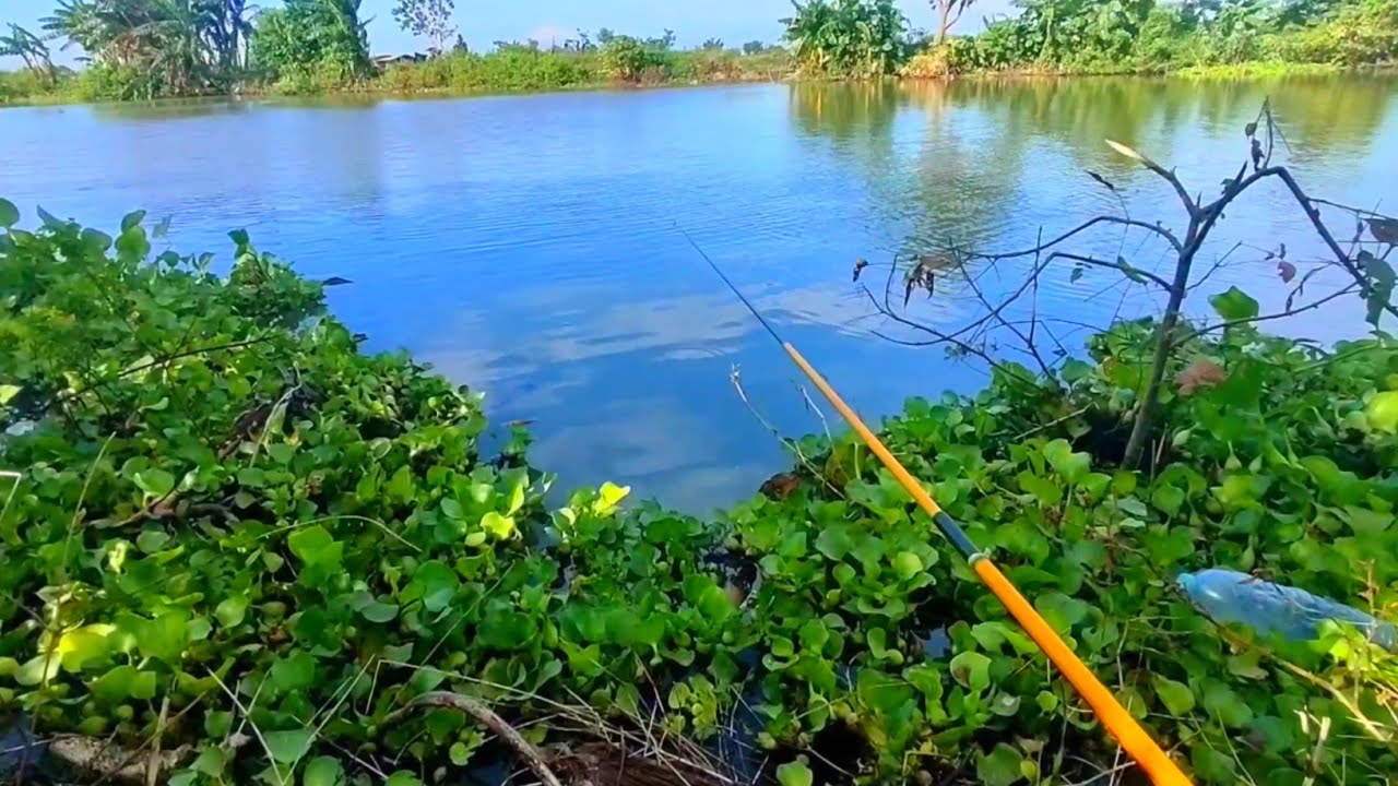 Pakai tegek dapat ikan mas liar itu sesuatu banget