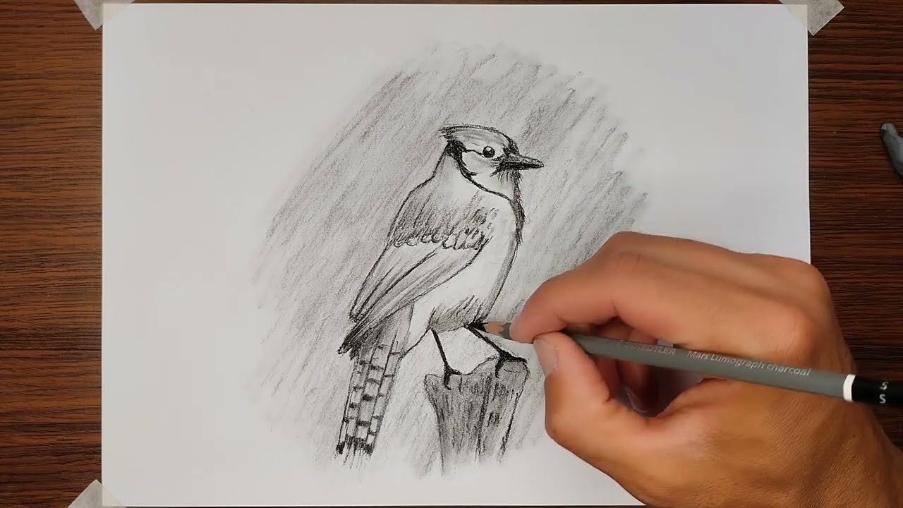 Desenhando um lindo pássaro | Desenho com lápis carvão | Timelapse