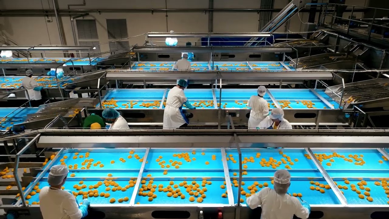 IOSIFIDIS GROUP - PEACH PROCESSING LINE