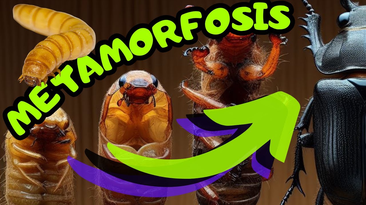 Módulo 2 | METAMORFOSIS completa del Tenebrio molitor. De HUEVO a ADULTO. 🥚➡️🪲| Imágenes REALES