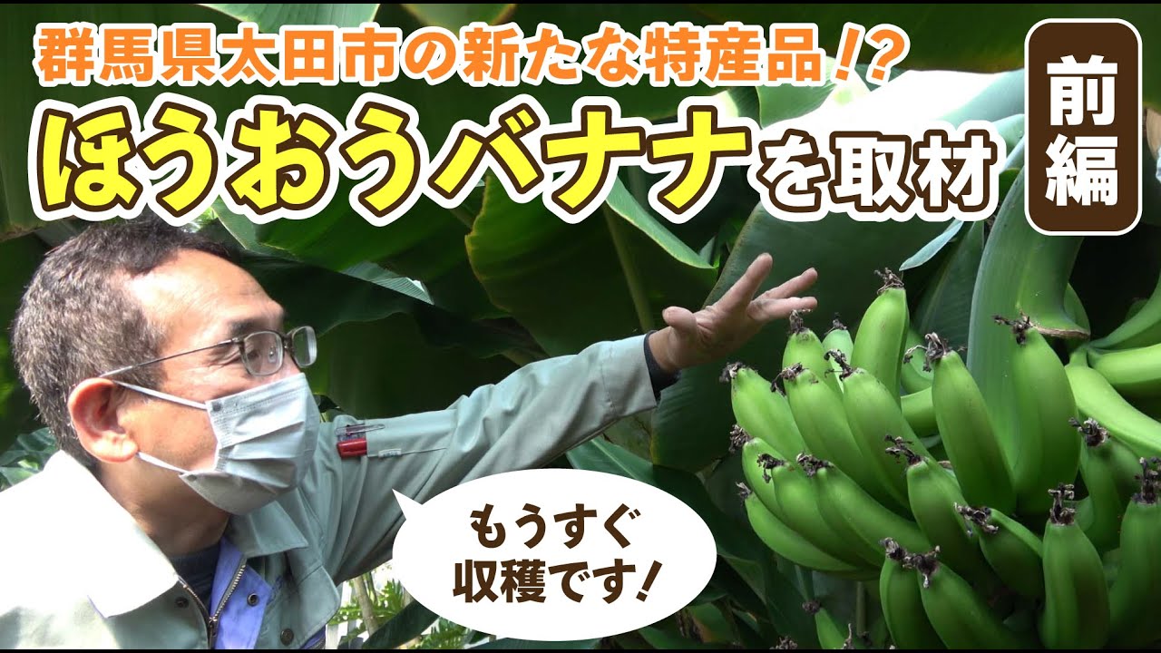 群馬県初の国産バナナ「ほうおうバナナ」を取材！収穫方法と品質管理【前編】