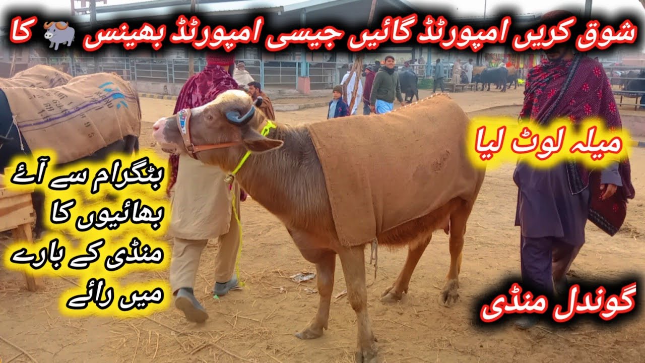 Today Gondal Maweshi Mandi Latest Update||Beautiful Murrah Nili Ravi Pregnant And Milking Buffaloes 