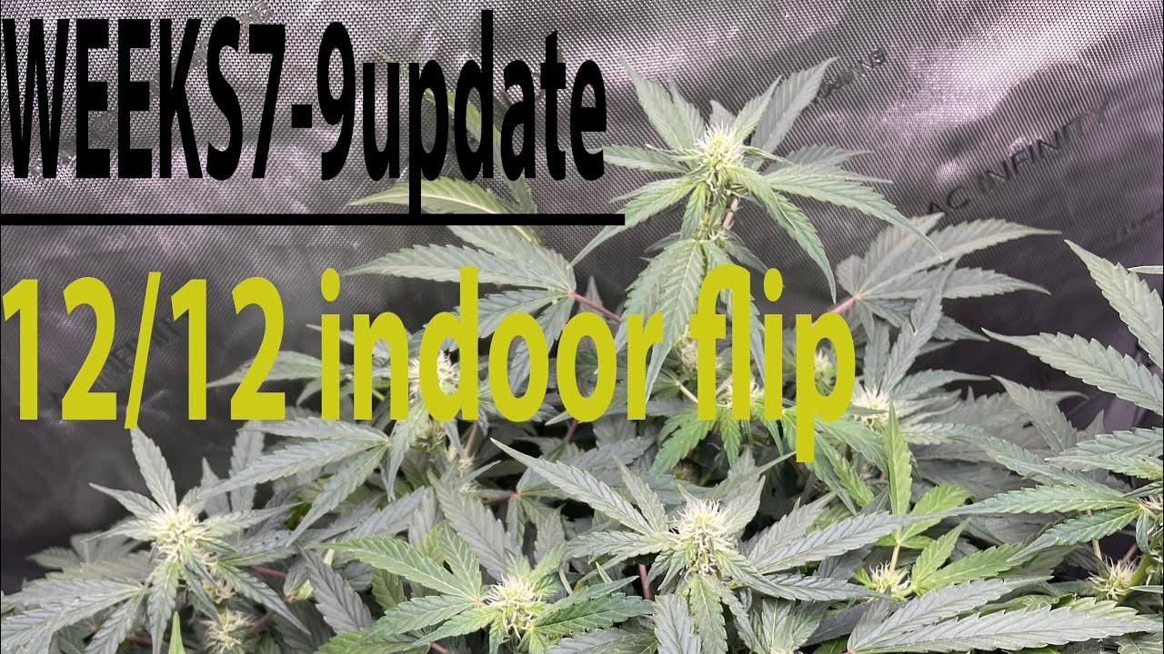 Gelato Grow Weeks 7-9 flipped indoor to 12/12 