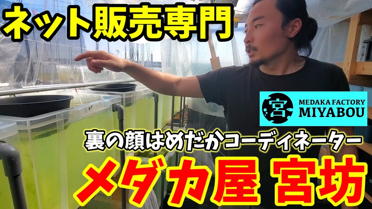 【ネット販売専門】初登場‼️メダカ屋宮坊【裏の顔はめだかコーディネーター】ネプチューン.ゴジラ.サイシュウヘイキ.安らぎAQUAちゃんねる