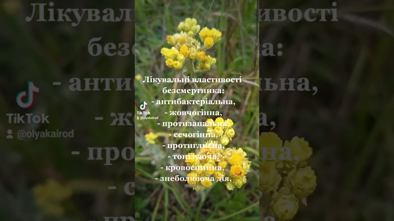 Безсмертник. Лікувальні властивості.