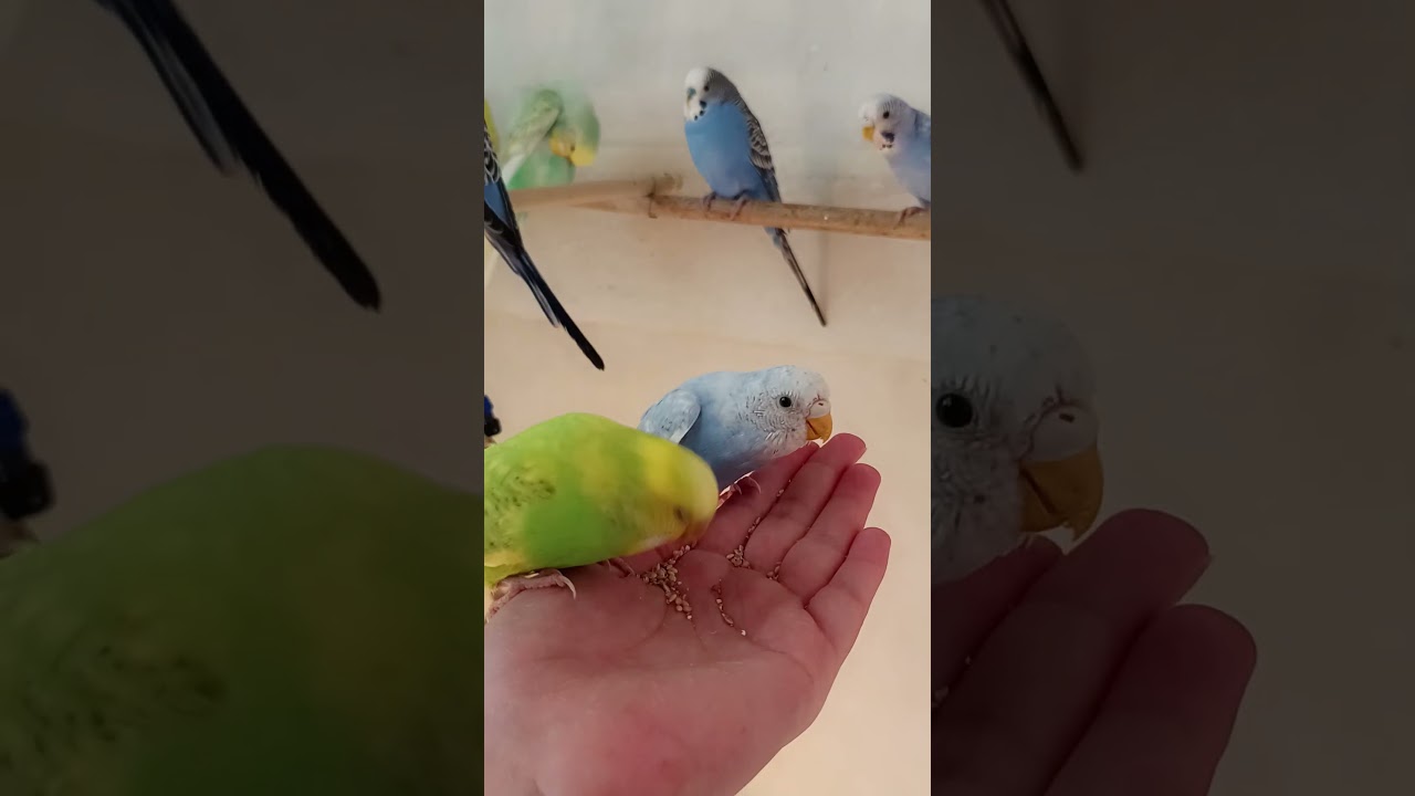 Birds at the heart of the conflict and battle 🤣🤣🤣📢