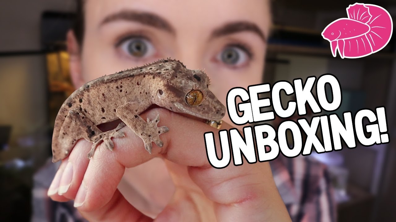 AMAZING Crested Gecko Unboxing and Bioactive Setup - Step-by-step
