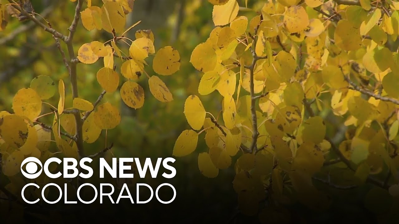 It's nearing peak Colorado fall colors season, and there are ways to avoid the crowds to see them