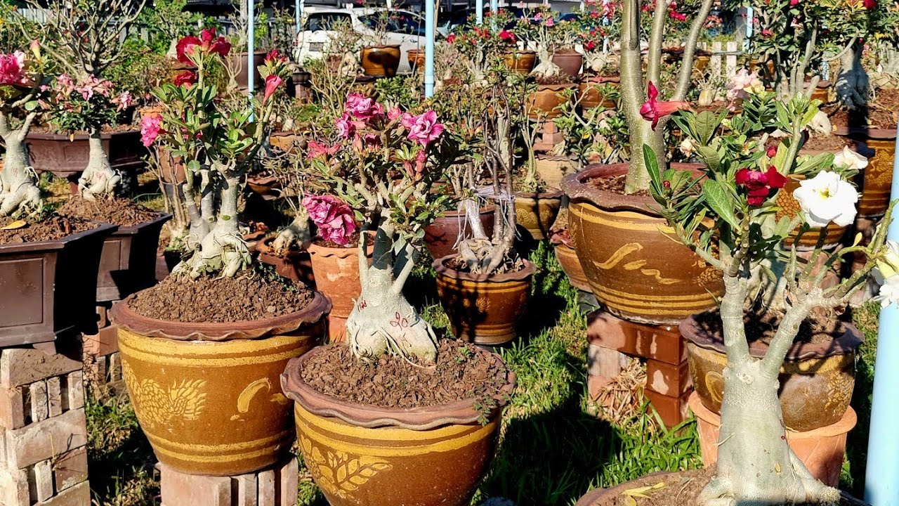 1.มีค.เวลา07.30น.ต้นชวนชม ต้นไม้มงคลสวยๆไอดีไลน์. @littlegarden #ชวนชมบังโต #ดอกไม้ #flowers 