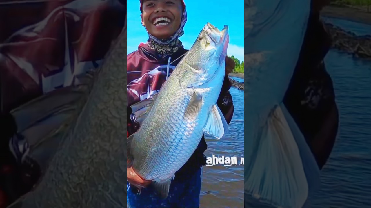 Mancing kakap putih di markas aligator 