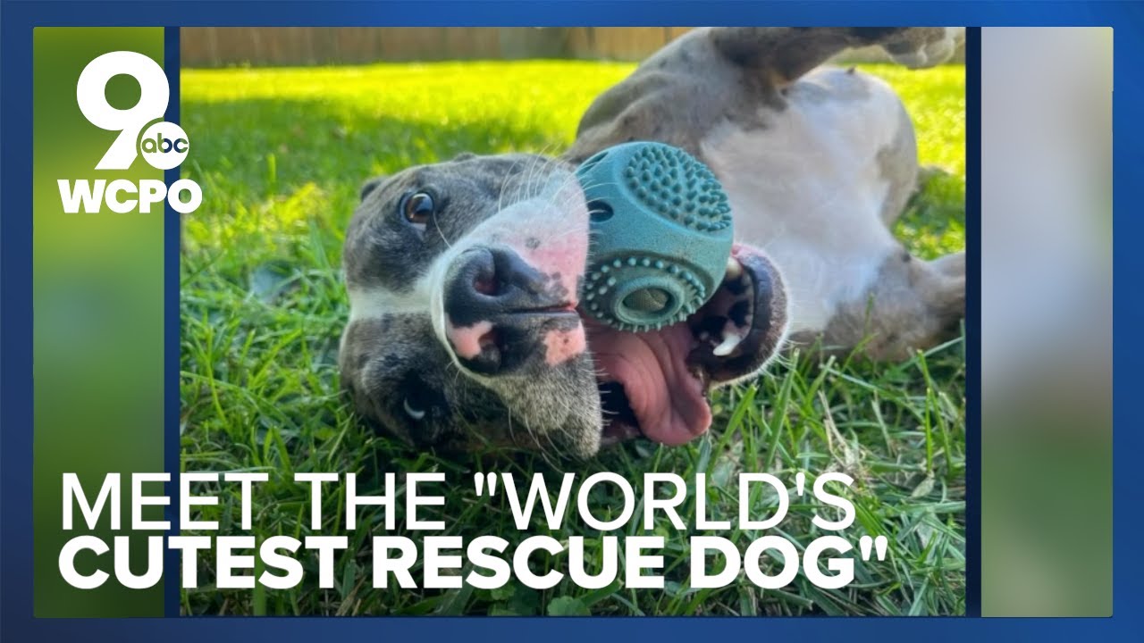 Cincinnati rescue dog wins 2024 People Magazine's 'World's Cutest Rescue Dog'