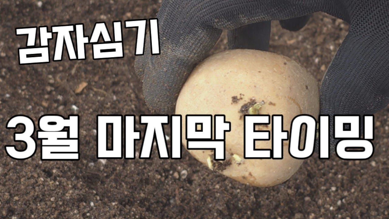 “알이 굵고 풍성한 감자 수확은 ‘심기 전’에 결정됩니다 (10평 감자농사 완전정리)”