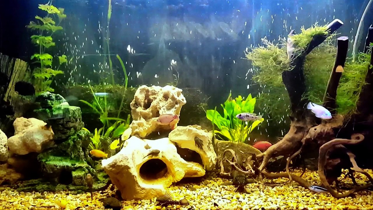 10 Minutes of The Vapetek Office Fishtank