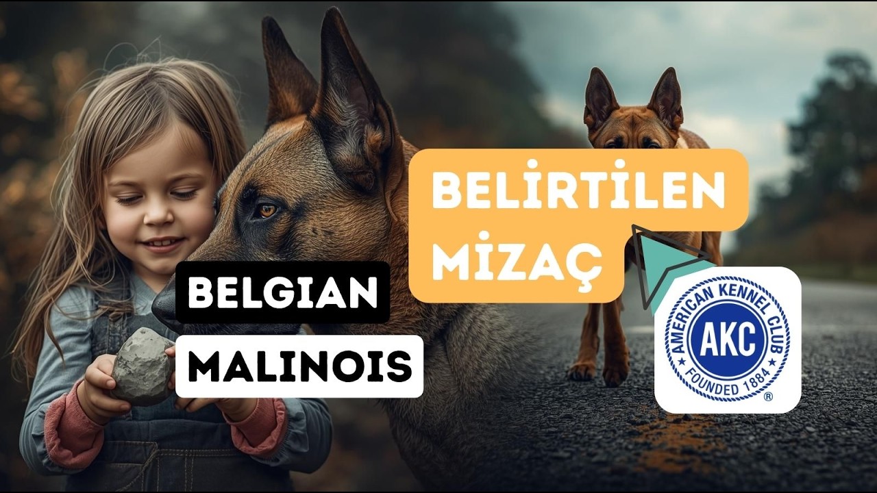 Belgian MALINOIS Özellikleri - AKC  