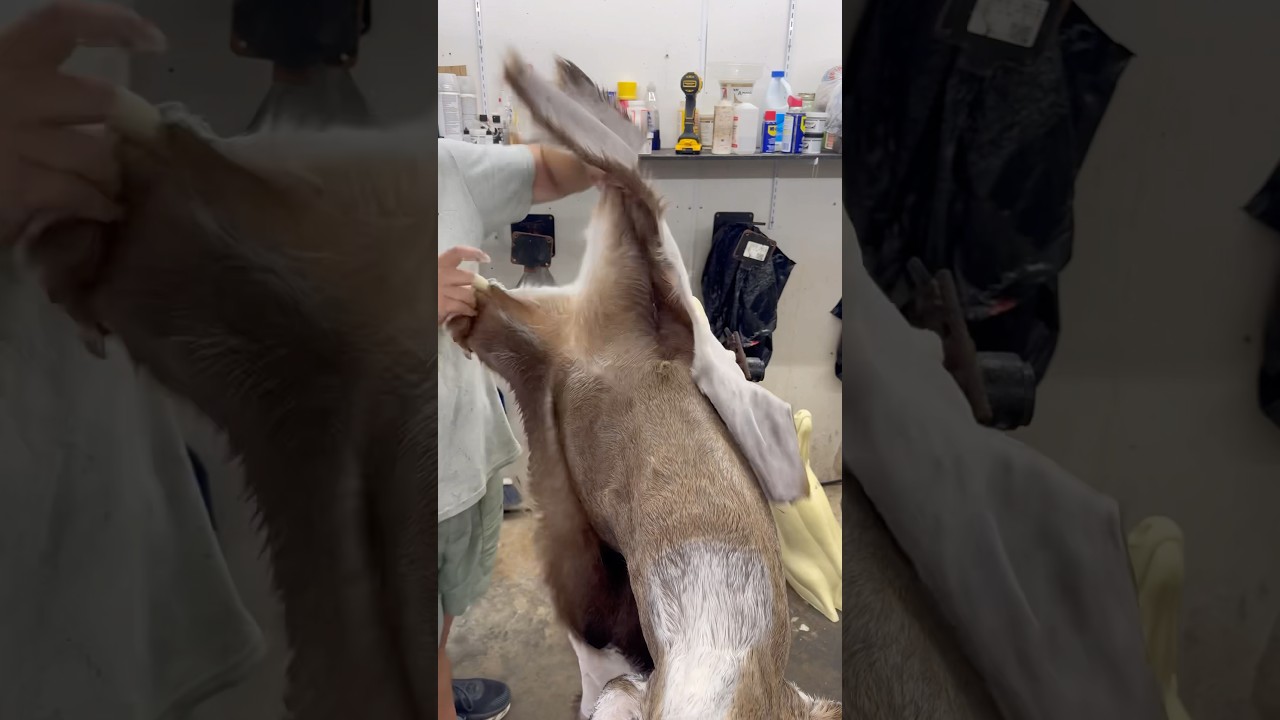 That main beam is reaching for the sky! #deer #hunting #taxidermy #thecedarridgechronicles