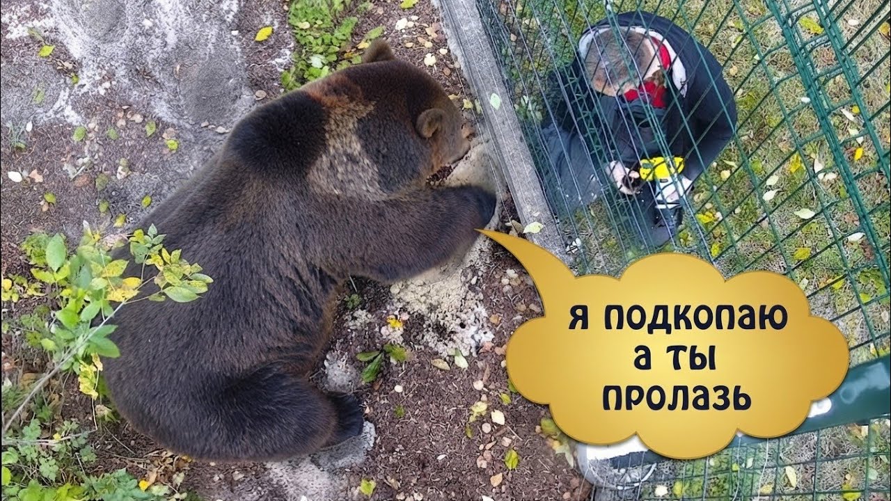 Мансур и Андрей: вечерние посиделки 🐻 Mansur and Andrey: evening get-together 
