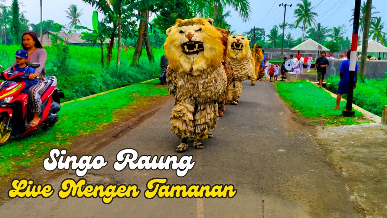 Kirab Can Macanan Singo Raung bersama Drumband Al Azhar | Diundang Imtihanan di Mengen Tamanan