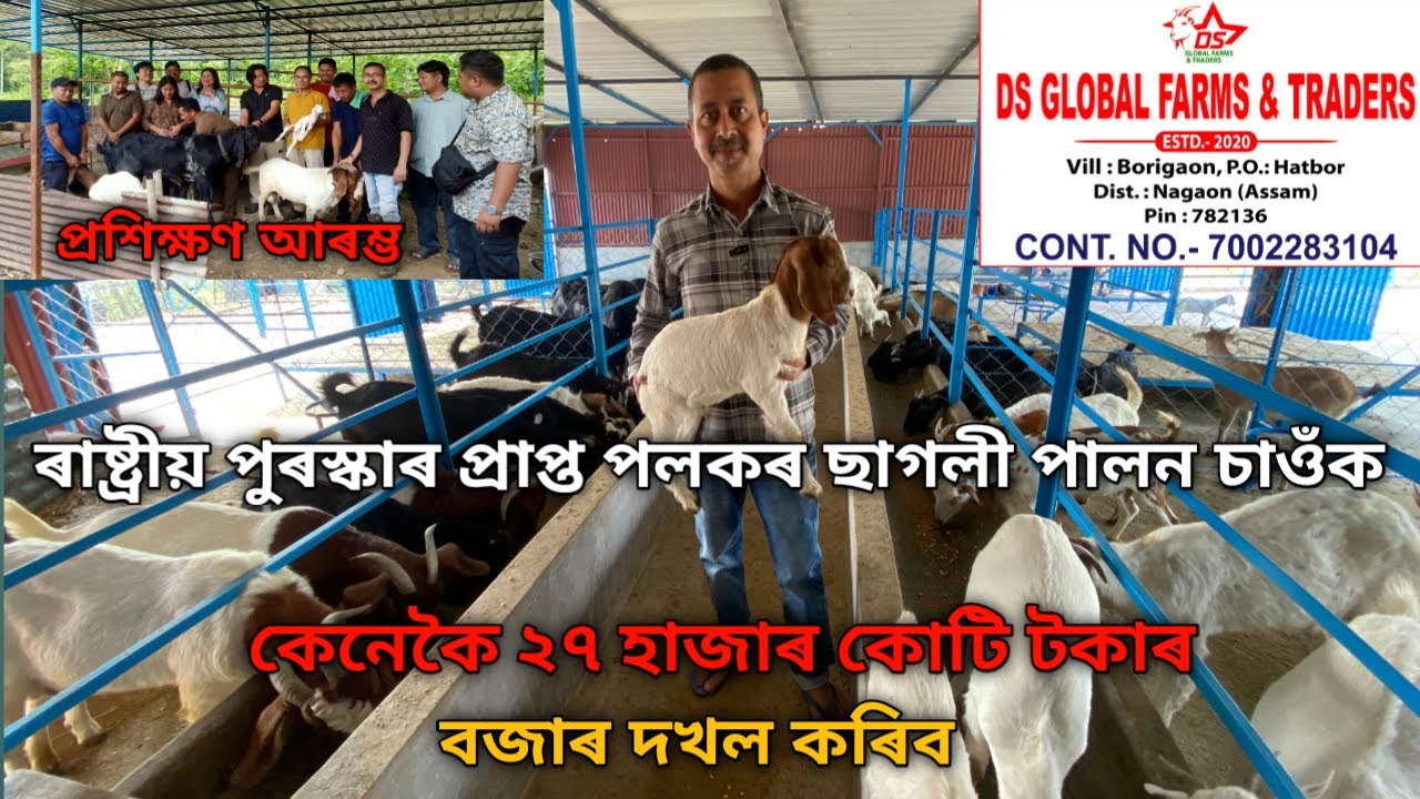 ছাগলী পালন কৰি ২৭ হাজাৰ কোটি টকাৰ বজাৰ কেনেকৈ দখলৰ কৰিব পাৰিব|Goat Farming |Goat Farming Business 