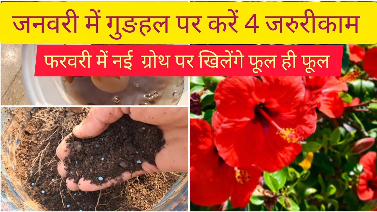 जनवरी में गुङहल पर ये 4 काम करें फरवरी में new growth,ढेरों फूल पाएं|Hibiscus plant care in January 