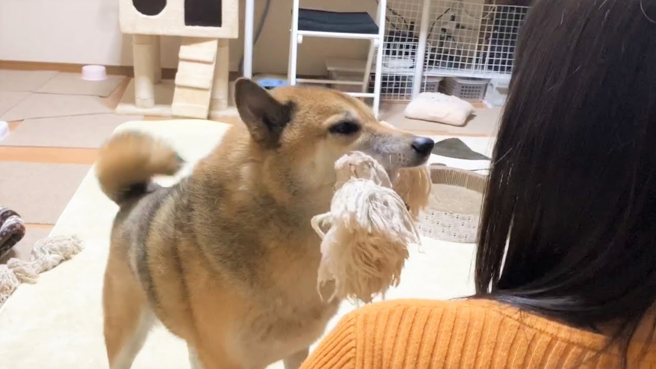お姉ちゃんとずっと一緒で終始笑顔の絶えない柴犬♪　Shiba Inu keeps smiling all the time