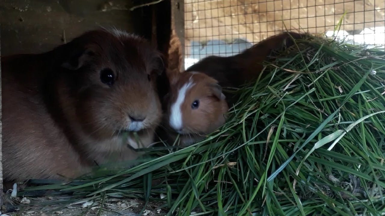 Is Grass good for Guinea Pigs?