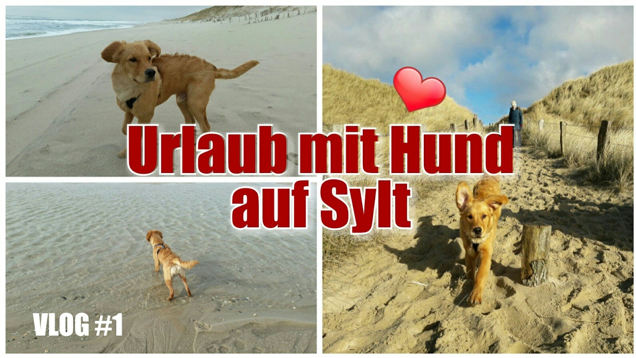 VLOG #1/ Urlaub mit Hund / Sylt