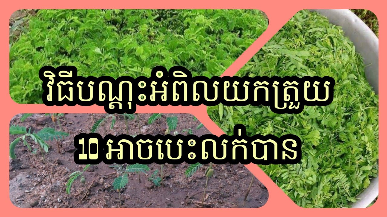 Plant a Tamarinds for harvesting shoot_វិធីបណ្តុះអំពិលដើម្បីយកត្រួយ រយះពេល10ថ្ងៃអាចបេះលក់បាន
