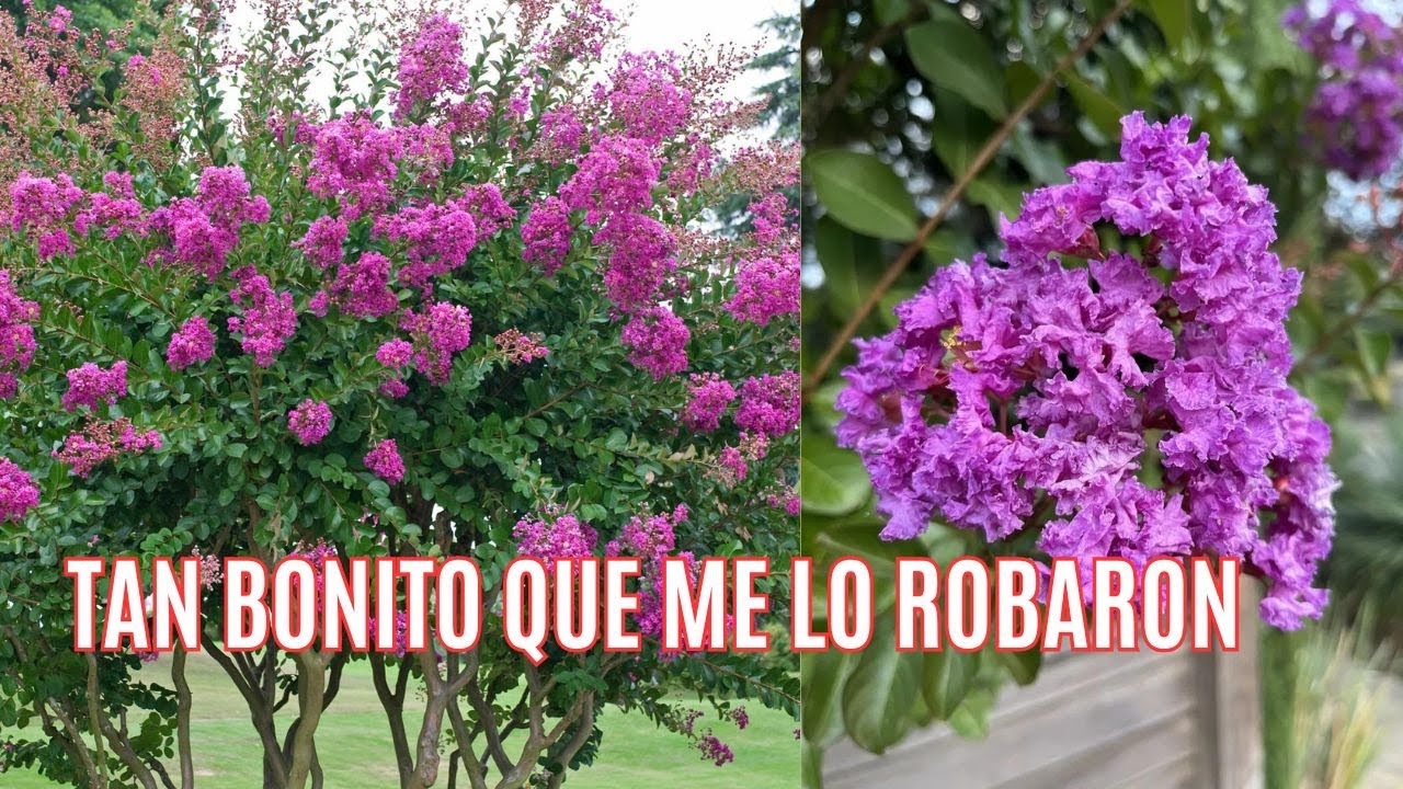 ARBOL CRESPON -  ARBOL DE JUPITER . CUIDADOS Y CONSEJOS