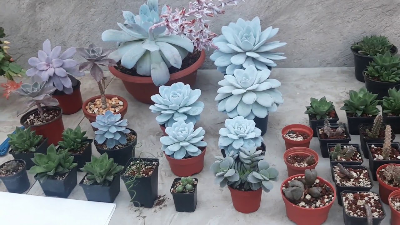 reproducción de echeveria cante 😎😎😎 errores😲😲😲 y aciertos 😁😁