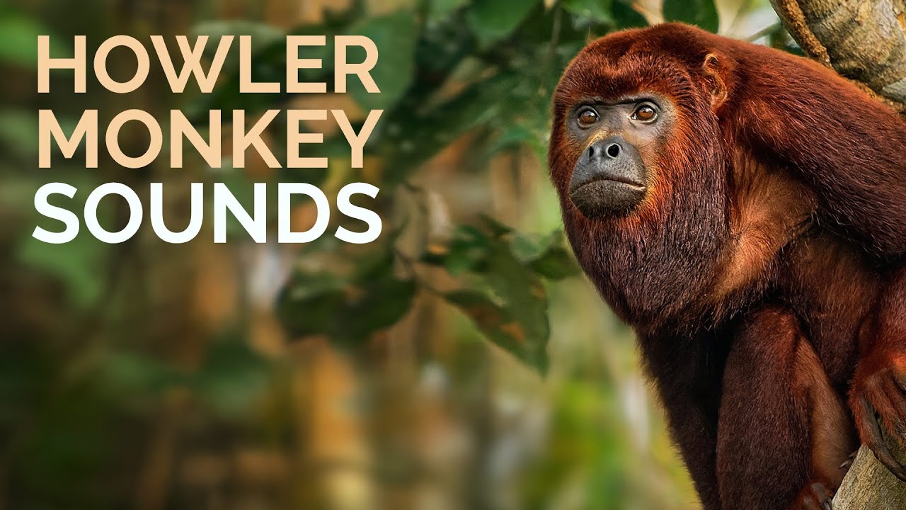 Howler Monkey Sound & Calls - The sounds of Red Howlers calling at dawn in the Amazon.