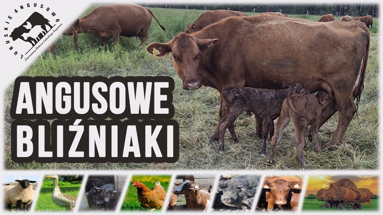 Lubuskie Angusowo - S8 E14 - Angusowe Bliźniaki