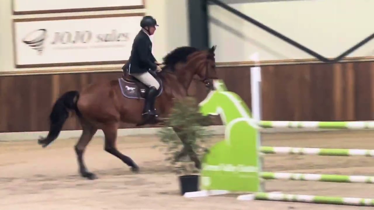 Patience PL - 4 yr old - 105cm deurne