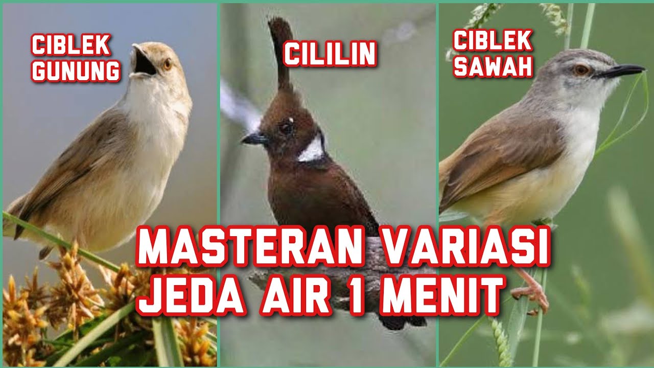 Masteran variasi cigun vs cililin vs ciwah dengan jeda air