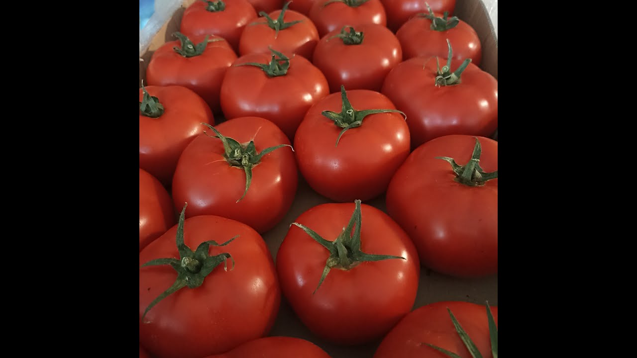 Zadurella F1 - hibrid exceptional de tomate de la Vilmorin perfect adaptat in Romania