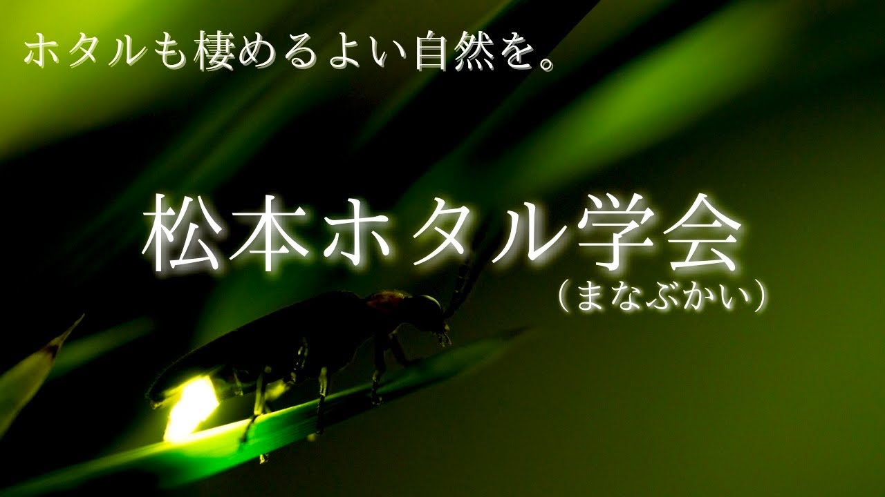 【松本ホタル学会（まなぶかい）】ホタルも棲めるよい自然を。藤山静雄代表（信州大学名誉教授・農学博士）にインタビュー。