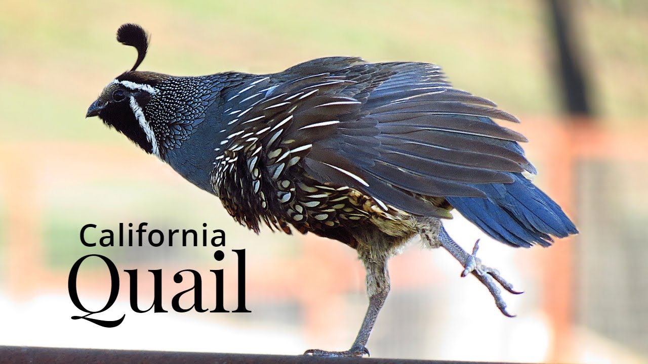 California Quail | beautiful quail | forest Quail | Nature Life  #Wildlife #naturelife #animal