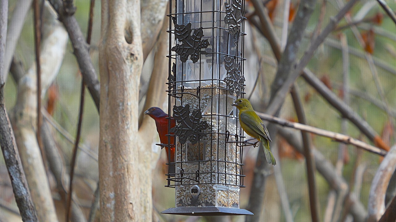 close-up  of Ruby-throated Hummingbird, Painted Bunting, and Catbird