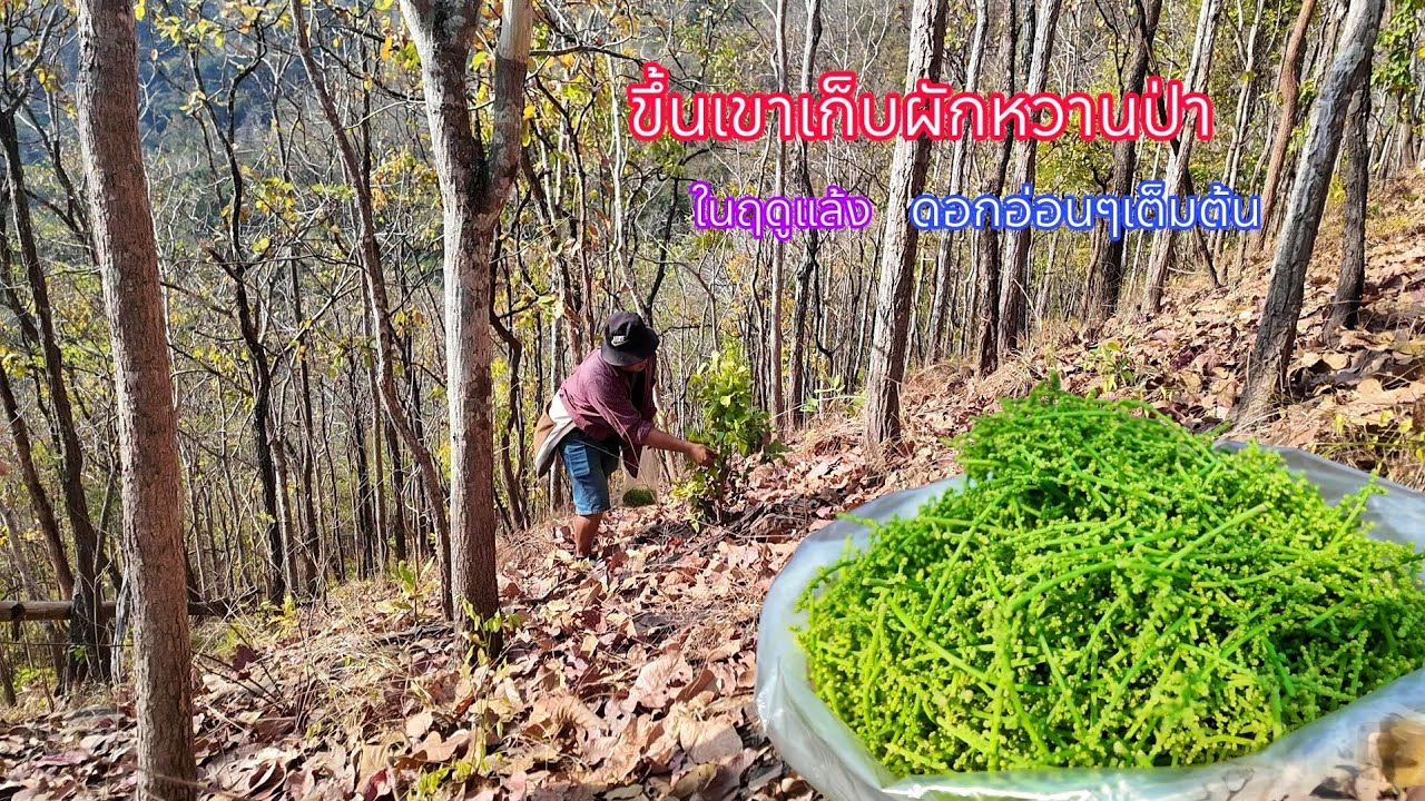 ไม่ผิดหวัง ขึ้นเขาสูงหาผักหวานป่าหน้าแล้ง กำออกยอดออกดอกอ่อนๆเต็มต้น